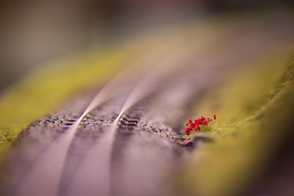 Image non disponible.