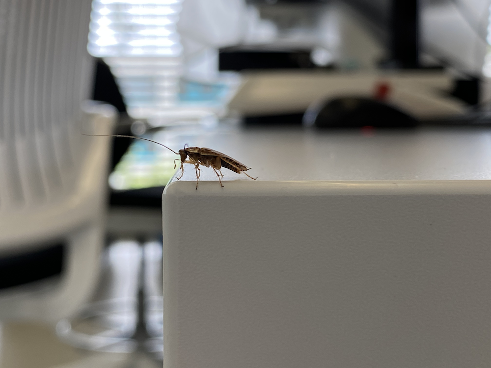 Image non disponible.