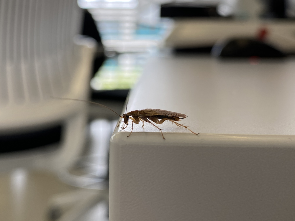 Image non disponible.