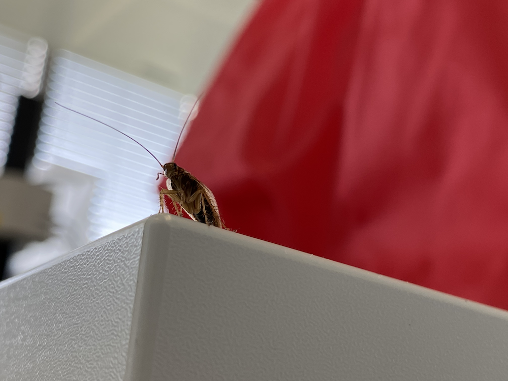 Image non disponible.